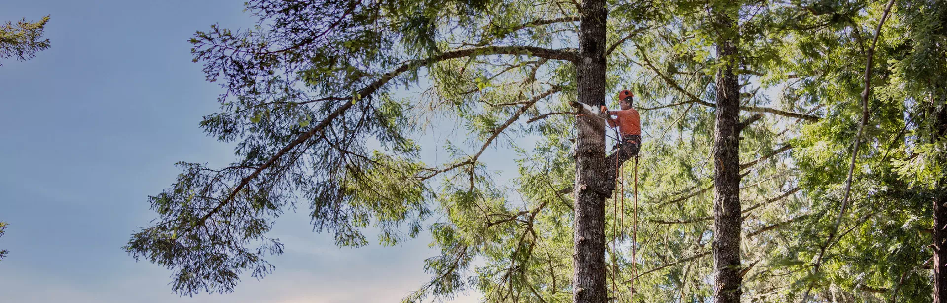 osoba wspinająca się na drzewo